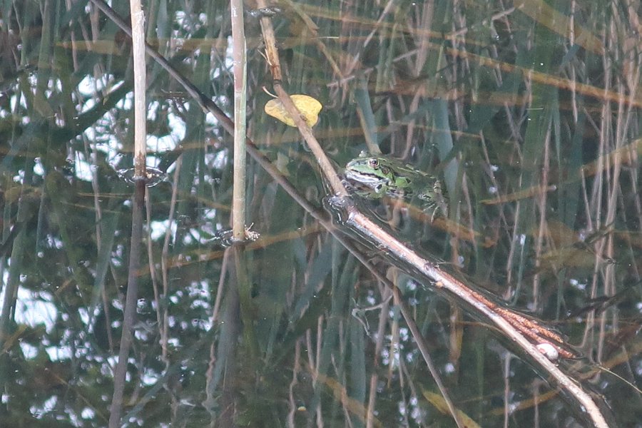 Frosch im Loch Gerblen