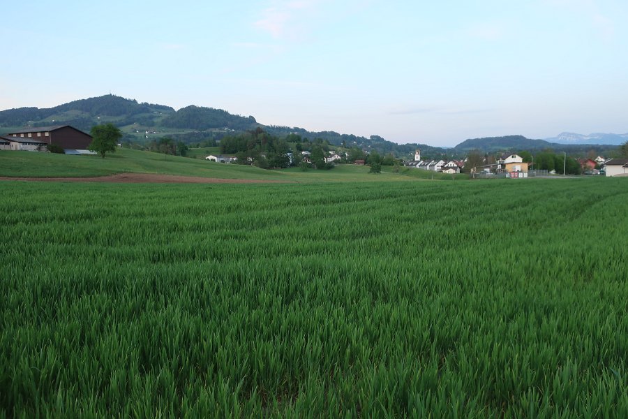 Gsotenbaum, Oberberg, Dürnten