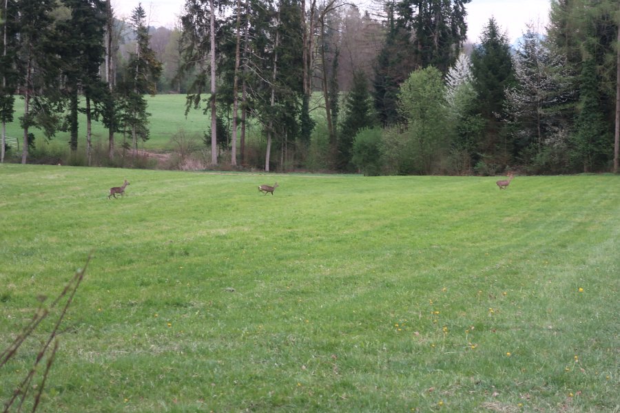 Rehe beim Tamelbach