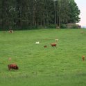 Weide am Beerenbach