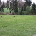 Rehe beim Tamelbach