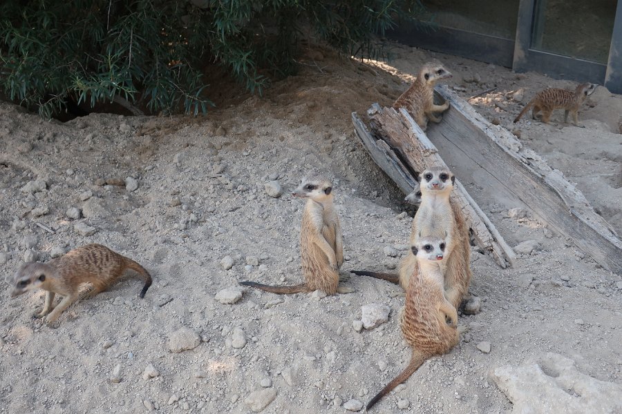 2020.08.10 Erdmännchen. Kinderzoo