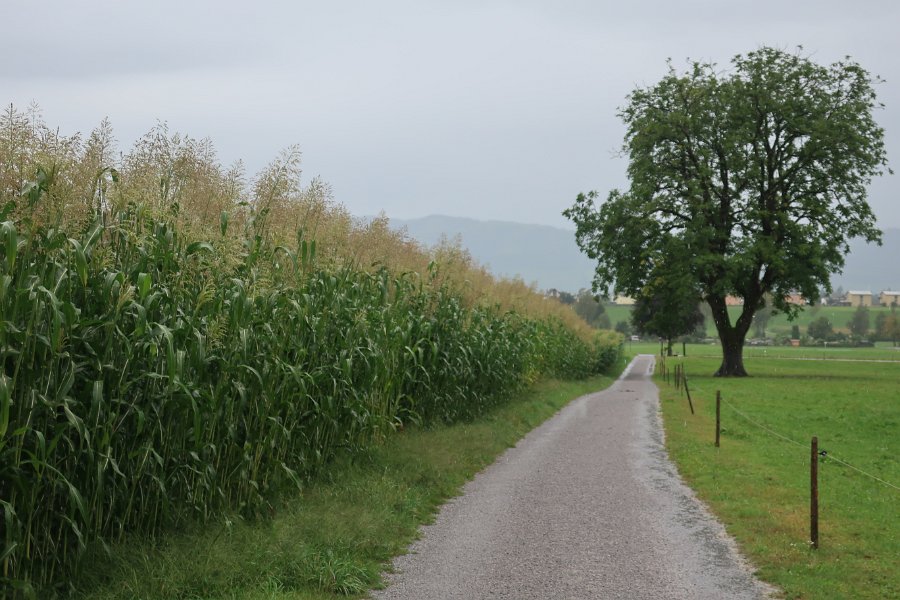 2020.08.30 Was wächst denn da. Dürntner Ried