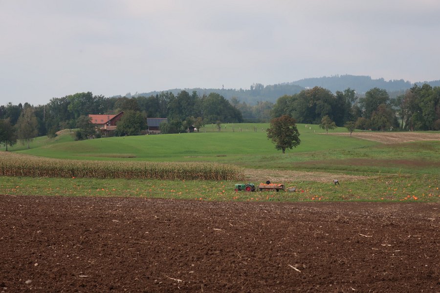 2020.09.30 Kürbisernte im Harzacher