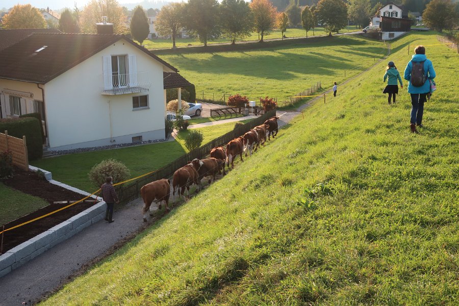 2020.10.14 Alpabzug in Dürnten