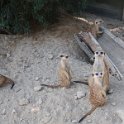 2020.08.10 Erdmännchen. Kinderzoo